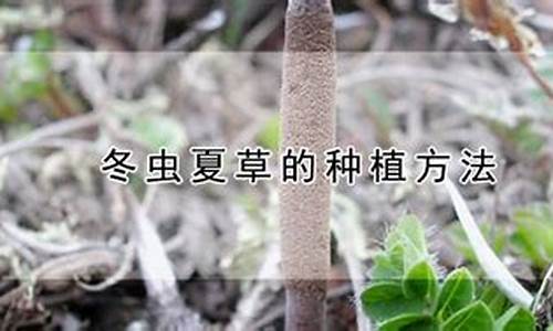 冬虫夏草种植气候_冬虫夏草生长的气候条件